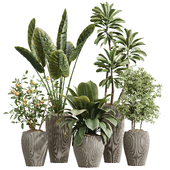 AV Indoor Plants Set 242 Euphorbia Sunshine and Wilsonii Olive and China Orange Tree and Ficus Elastica and Fittingly Elephant