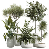 AV Indoor Plants Set 244 Ficus Indian Spineless Yucca Zamiifolia Mission Olive Alocasia