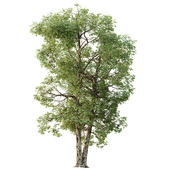 AV Plants Carya Glabra Ovalis Caryer Rouge Hickory03
