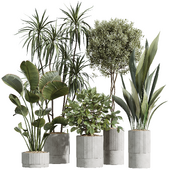AV Indoor Plants Set 245 Bird Of Paradise Lime Cane Olive Branche Cast Iron Plant