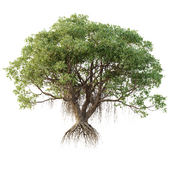 AV Plants Mangrove Grey Avicennia Marina03