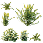 AV 10 Different colorful spring bushes Macrothelypteris and Linaria Vulgaris Yellow and  Alchemilla Mollis