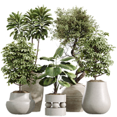 AV Indoor Plants Set 238 Ficus Ginseng Bonsai Umbrella Arboricola Drupifera Fan Palm