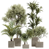 AV Indoor Plants Set 239 Mission Chemlali Olive Spineless Palm Lemon Cane Paradise