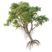AV Plants Mangrove Grey Avicennia Marina04