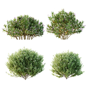 AV Different colorful spring bushes Ligustrum Ovalifolium Aureum and Nerium Kaner Rose Pink