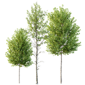 AV spring trees Acer X freemanii Freeman Maple Sapindaceae and Alnus Glutinosa