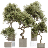 AV Indoor Plants Set 236 Mission Kalamata Leccino Arbequina Wilsonii Chemlali Olive