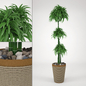 Dracaena - Комнатные - 3D модель