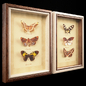 Butterfly Collection Set - Багеты - 3D модель - фото 2