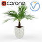 Пальма Palm Corona Vray - Комнатные - 3D модель