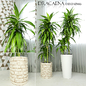 Dracaena deremensis warnakii ulysses - Комнатные - 3D модель