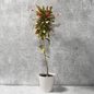 Croton Plant - Комнатные - 3D модель