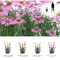 Эхинацея пурпурная куст | Echinacea purpurea - Трава - 3D модель