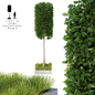 Дуб каменный в кашпо | Quercus_ilex_tree - Деревья - 3D модель