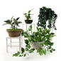 plants 4 - Комнатные - 3D модель