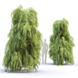 Тсуга канадская повислая | Tsuga canadensis pendula #2 - Деревья - 3D модель - фото 3