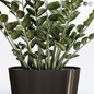 Amazing plant 3 Zamioculcas in black vase - Комнатные - 3D модель - фото 2
