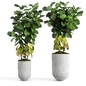 Фикус лировидный/Ficus lyrata - Комнатные - 3D модель - фото 2