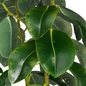 Фикус каучуконосный/Ficus elastica - Комнатные - 3D модель - фото 4