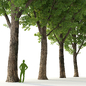 Тополь дельтовидный / Poplar / Populus deltoides #2 - Деревья - 3D модель - фото 2