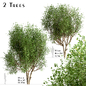 Set of River Birch Trees (Betula Nigra) (2 Trees) - Деревья - 3D модель