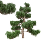 Pine Bonsai - Деревья - 3D модель
