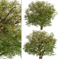 Set of Hawthorn Trees (Crataegus) (2 Trees) - Деревья - 3D модель - фото 4
