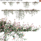 Erigeron karvinskianus – Seaside Daisy – Spanish Daisy -02 - Уличные - 3D модель