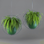 Nephrolepis exaltata - Комнатные - 3D модель