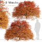 Set of Dissectum Atropurpureum Shrubs (Acer Palmatum) (2 shrubs) - Уличные - 3D модель