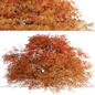 Set of Dissectum Atropurpureum Shrubs (Acer Palmatum) (2 shrubs) - Уличные - 3D модель - фото 4