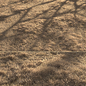 Dried Grass Landscape - Трава - 3D модель - фото 7