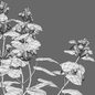 Lamium orvala - Balm-leaved white deadnettle - 01 - Уличные - 3D модель - фото 3