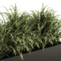 Outdoor Plant Set 232 - Polypodiales in Plant Box - Уличные - 3D модель - фото 3