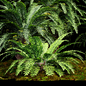 Forest lawn Iron Fern Plant - Уличные - 3D модель - фото 4