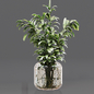 Collaction Indoor Plants 05 - Букеты - 3D модель - фото 3