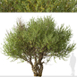 Set of Olive Tree ( European olive ) (2 Trees) - Деревья - 3D модель - фото 2