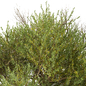 Set of Olive Tree ( European olive ) (2 Trees) - Деревья - 3D модель - фото 3