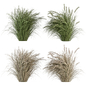 Pampas Bush Dried and Fresh - Bush Set 42 - Кусты - 3D модель