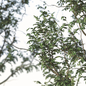 Set of Gleditsia Triacanthos Trees ( Thorny honeylocust ) (2 Trees) - Деревья - 3D модель - фото 4