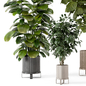Indoor Plants in Ferm Living Bau Pot Large - Set 422 - Комнатные - 3D модель - фото 4