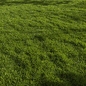 Grass Pack 01 - Трава - 3D модель - фото 4
