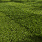 Grass Pack 01 - Трава - 3D модель - фото 6