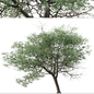 Set of Terminalia sericea Tree (Armenian plum) (2 Trees) - Деревья - 3D модель - фото 3