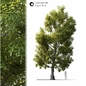Land scape tree - Деревья - 3D модель
