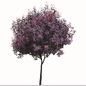 Set of Loropetalum Chinense Plants (Chinese fringe) (3 Plants) - Кусты - 3D модель - фото 5