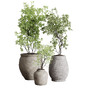 Tree in an Old Earthenware Vase Outdoor Collection 104 - Уличные - 3D модель