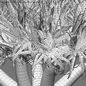Dracaena Draco - Canary Islands Dragon Tree - Деревья - 3D модель - фото 4