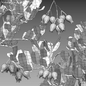 Arctostaphylos glauca - Big Berry Manzanita - Кусты - 3D модель - фото 6